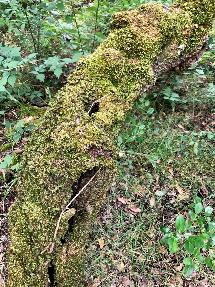 Obraz premium natureza plantas