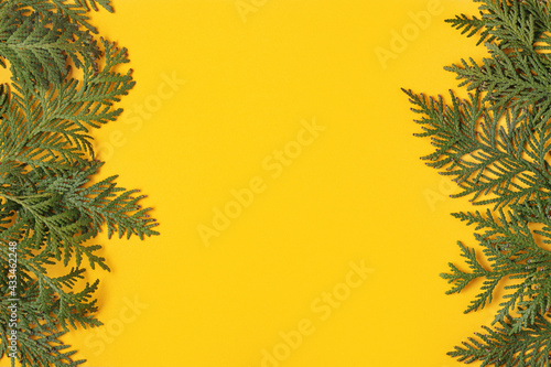 Frame made of white cedar  thuja  branches on yellow background  flat lay. Mockup card with copy space.