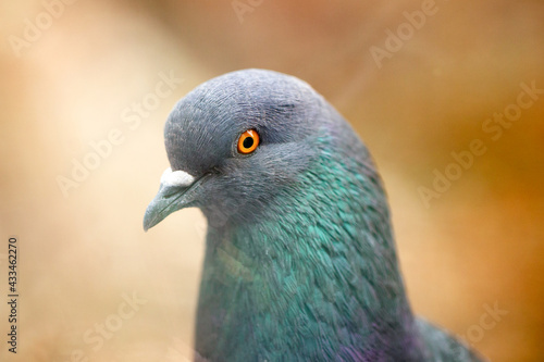 Close up beautiful pigeon portrait