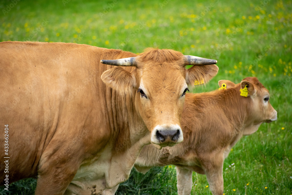 cow in a field