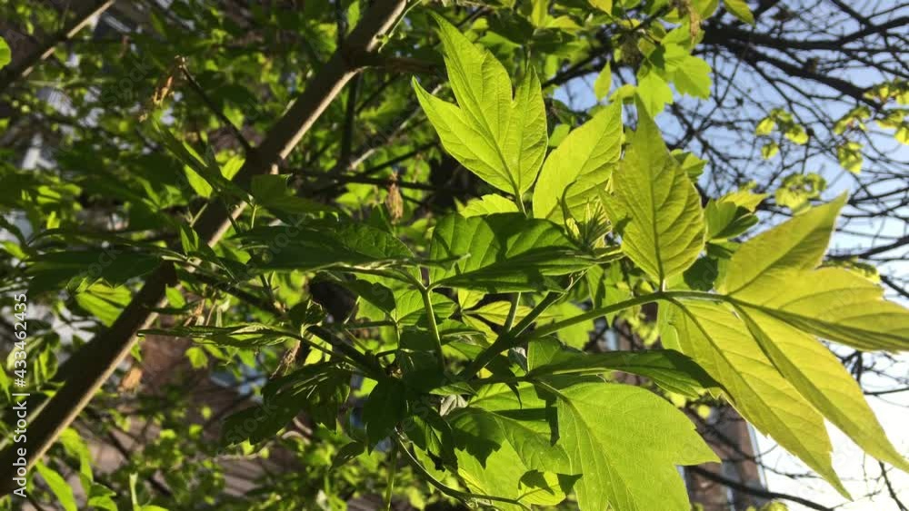 Bright green leaves on a tree branch on a sunny morning, close-up. Nature background Bright green leaves on a tree branch on a sunny morning, close-up. Nature background