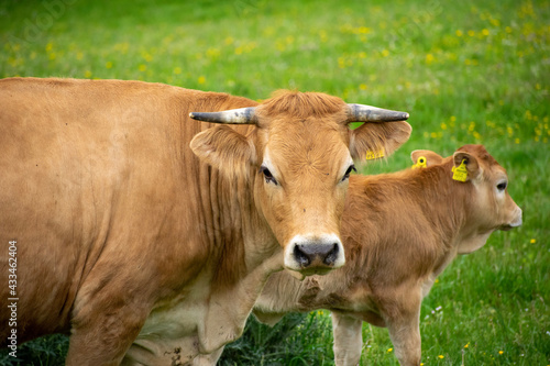 cow in a field © sabrina