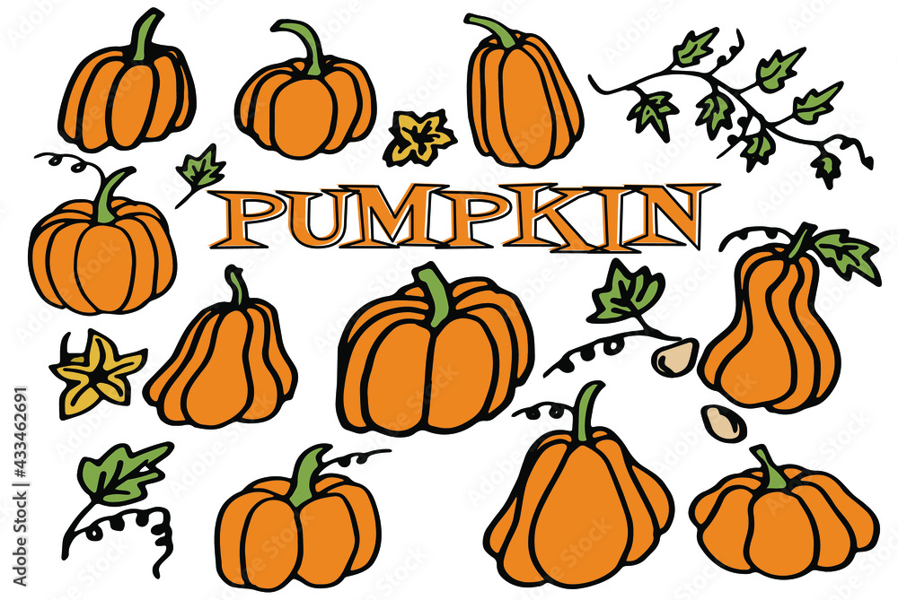 Obraz premium Collection of pumpkin in doodle style. Fall harvest. Vector set. Can be used for printed materials. Food background. Hand drawn.