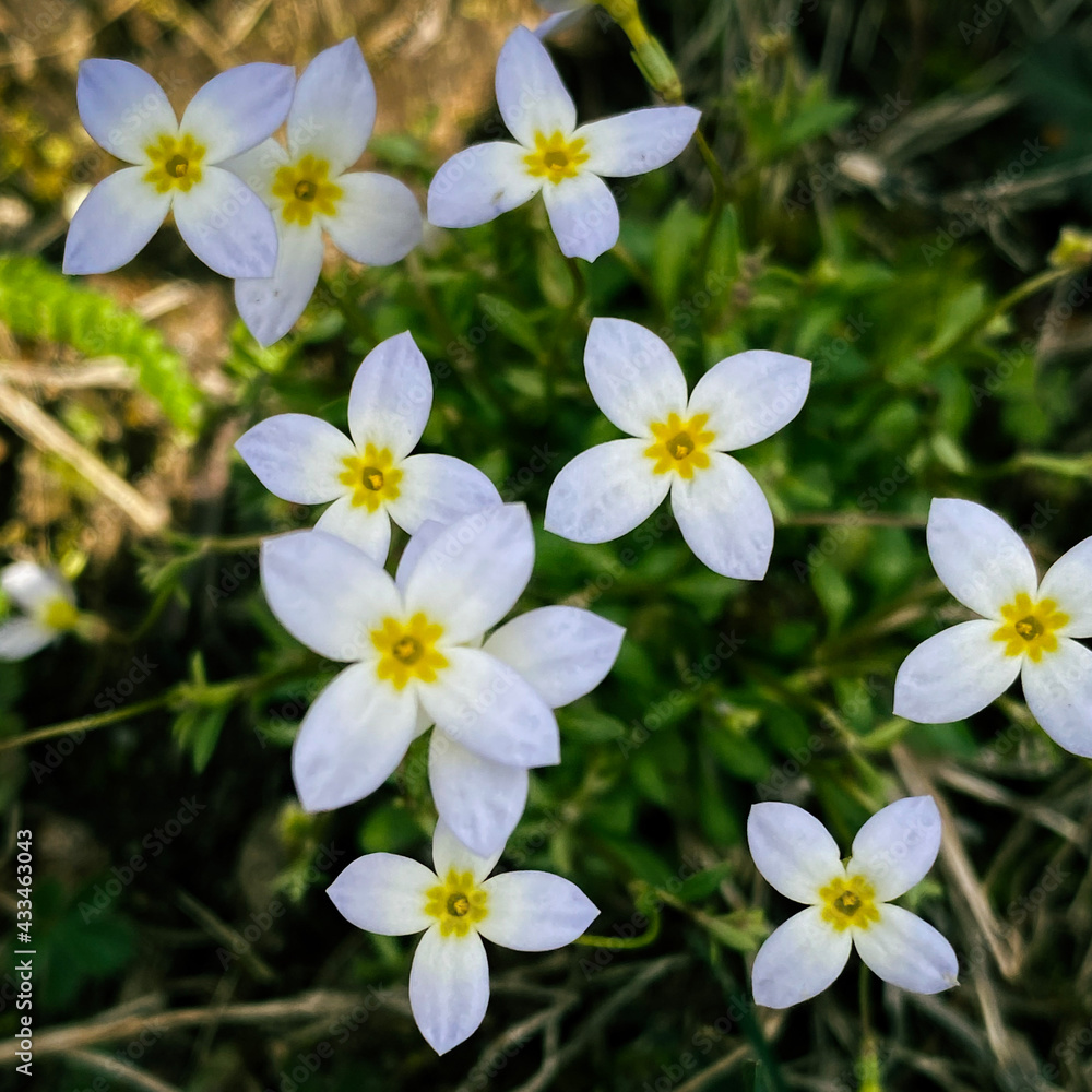 white and yellow flowers white and yellow flowers