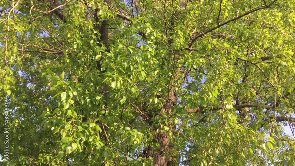 Bright green leaves of a large tree sway in the wind on a sunny morning. Nature background Bright green leaves of a large tree sway in the wind on a sunny morning. Nature background
