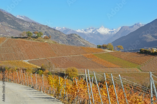 Photo Vineyards in the Fall