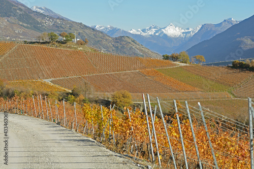 Canvas Print Vineyards in the Fall
