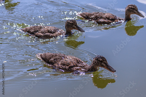 Little ducklings swim in water on a warm day. Beautiful ducks in the park