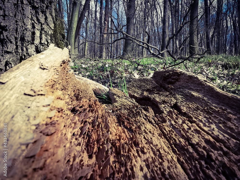 Fototapeta premium stump in the forest