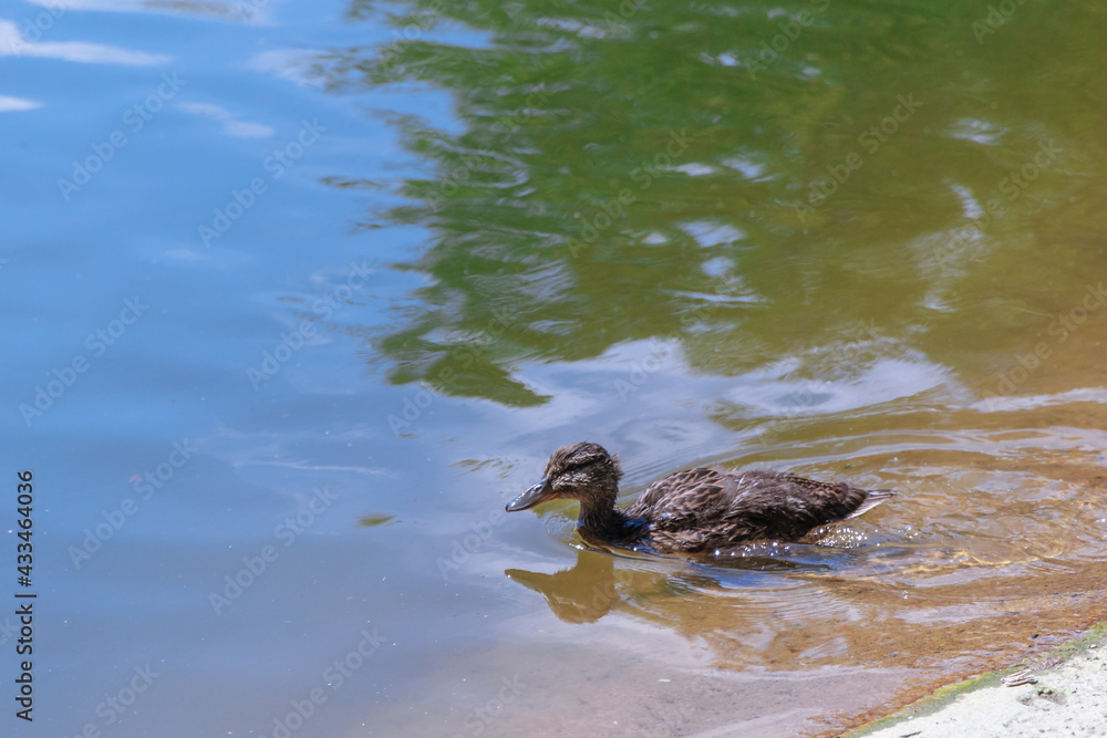 A little duckling swims in water on a full day. Lonely duck in the river