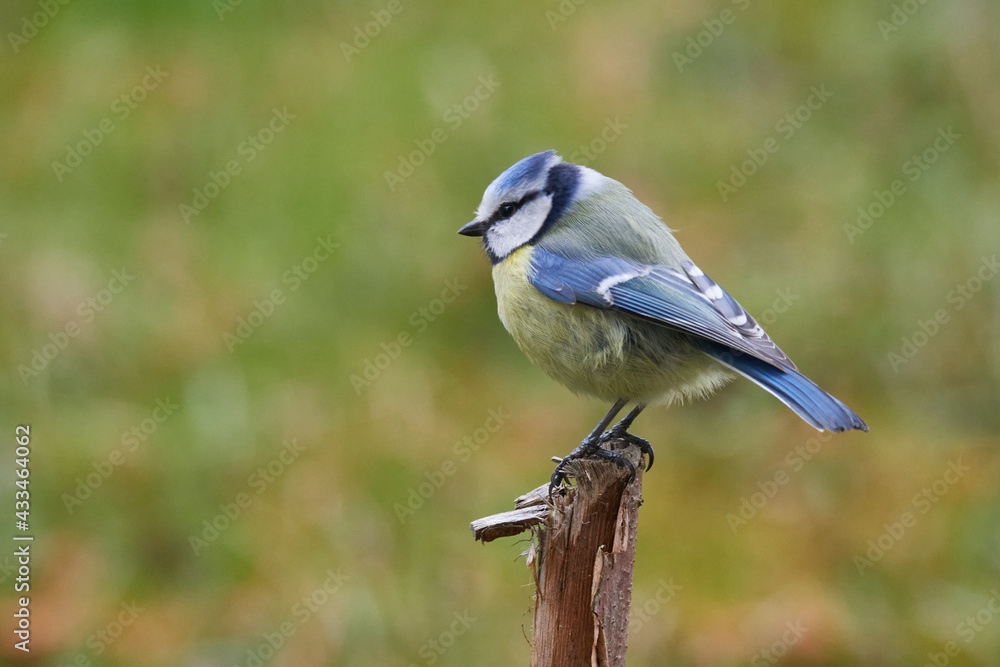 Portrait einer Blaumeise