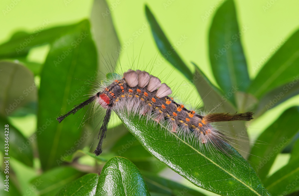 Live Oak Tussock caterpillar (Orgyia detrita) on a leaf, side view with green background and copy space. Species is found in North America. Live Oak Tussock caterpillar (Orgyia detrita) on a leaf, side view with green background and copy space. Species is found in North America.