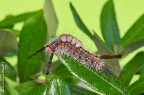 Live Oak Tussock caterpillar (Orgyia detrita) on a leaf, side view with green background and copy space. Species is found in North America.