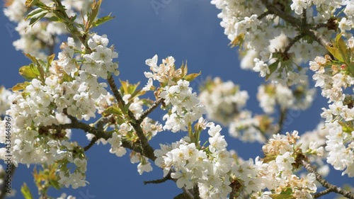 Honey Bees Working on Cherry Tree, 4k
