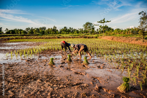 Farmers are farming in Thailand