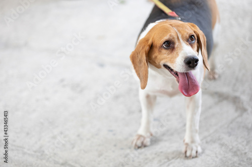close up female dog and stick tongue out