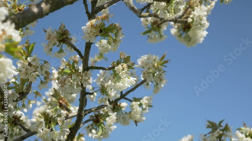 Honey Bees Working on Cherry Tree, 4k