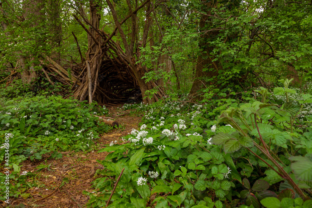 A footpath and wooden tent with wild bear leek (latin: Allium ursinum) growing in the forests in the rolling hills of South Limburg. This herb spreads a specific aroma in the woods A footpath and wooden tent with wild bear leek (latin: Allium ursinum) growing in the forests in the rolling hills of South Limburg. This herb spreads a specific aroma in the woods