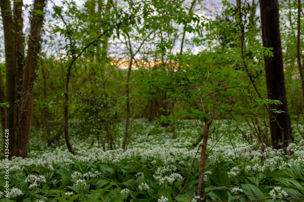 Wild bear leek (latin: Allium ursinum) growing in the forests in the rolling hills of South Limburg. This herb spreads a specific aroma in the woods creating a special atmosphere. Wild bear leek (latin: Allium ursinum) growing in the forests in the rolling hills of South Limburg. This herb spreads a specific aroma in the woods creating a special atmosphere.