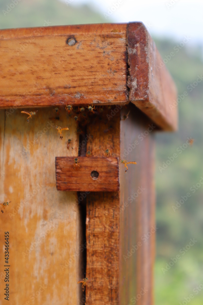 Wild bees and his bee house, bees during working, flying to the entrance of the wooden box, producing delicious wild honey is the honeycombs Wild bees and his bee house, bees during working, flying to the entrance of the wooden box, producing delicious wild honey is the honeycombs