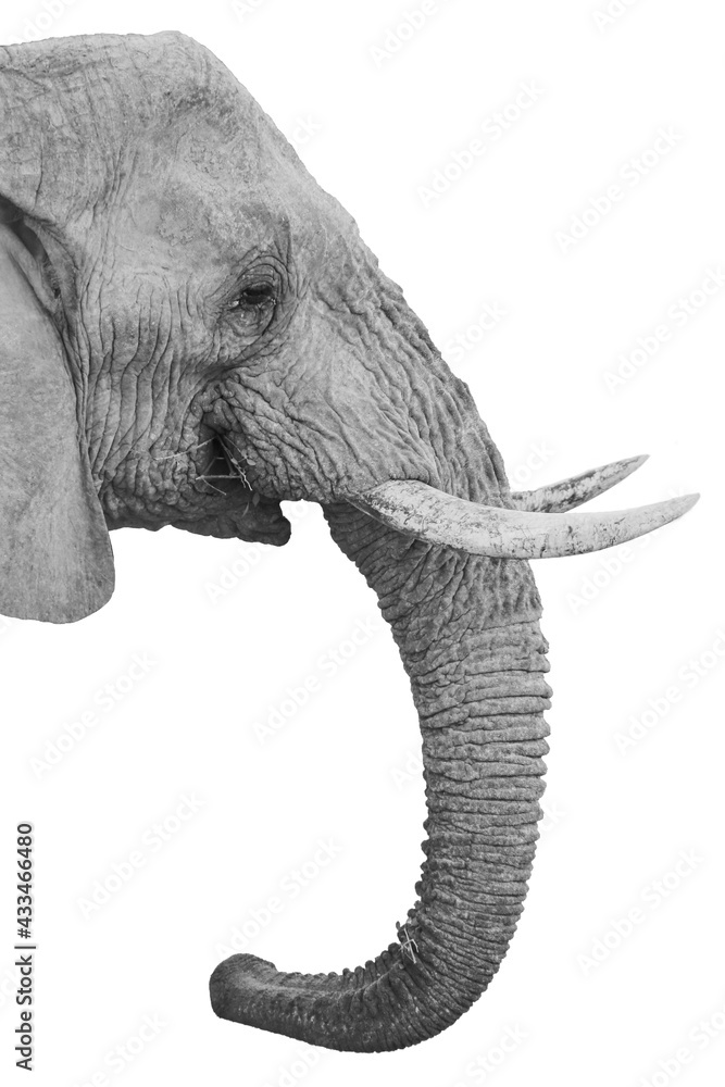 Fototapeta premium elephant head isolated on white background, black and white