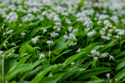 Wild bear leek (latin: Allium ursinum) growing in the forests in the rolling hills of South Limburg. This herb spreads a specific aroma in the woods creating a special atmosphere. photo