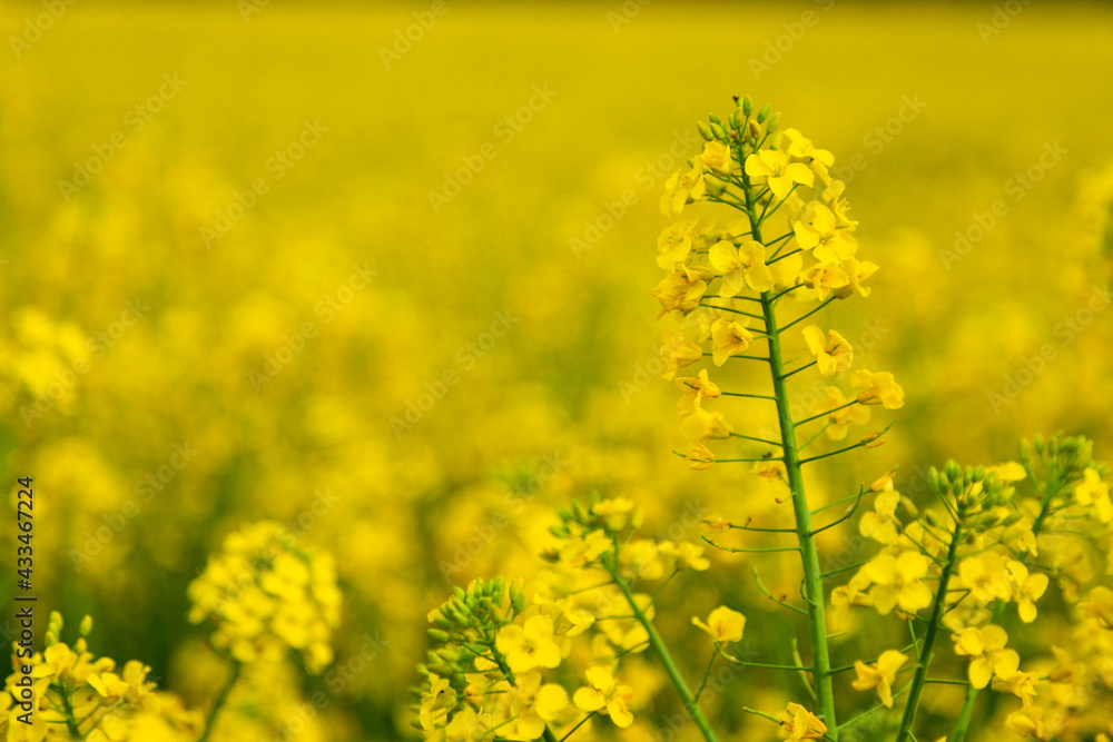 Close up of a bright-yellow flowering Rapeseed, which is a member of the family Brassicaceae, cultivated mainly for its oil-rich seed, which naturally contains appreciable amounts of erucic acid. Close up of a bright-yellow flowering Rapeseed, which is a member of the family Brassicaceae, cultivated mainly for its oil-rich seed, which naturally contains appreciable amounts of erucic acid.