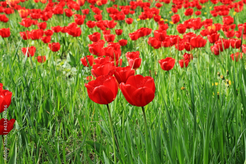 Fototapeta premium Flowers red tulips blooming on a background of flowers in a field of tulips, close-up
