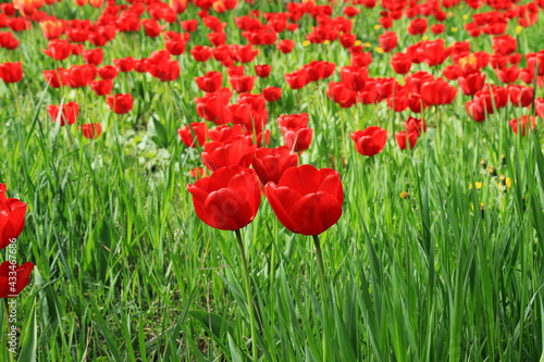 Flowers red tulips blooming on a background of flowers in a field of tulips, close-up
