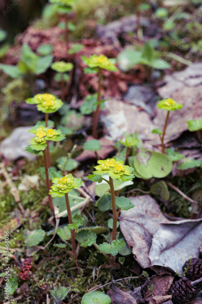 Chrysosplenium alternifolium on a mossy stone. Chrysosplenium alternifolium on a mossy stone.