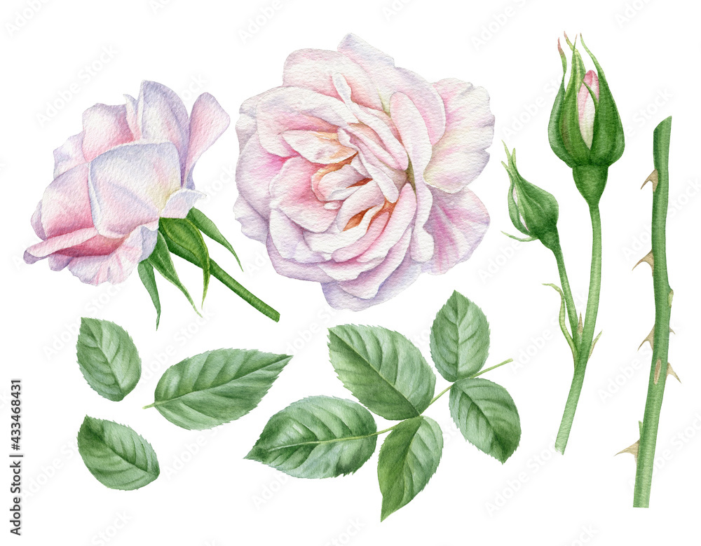 Watercolor illustration of white pink rose flowers, buds and leaves. Floral design elements set. Watercolor illustration of white pink rose flowers, buds and leaves. Floral design elements set.
