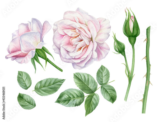 Watercolor illustration of white pink rose flowers, buds and leaves. Floral design elements set.