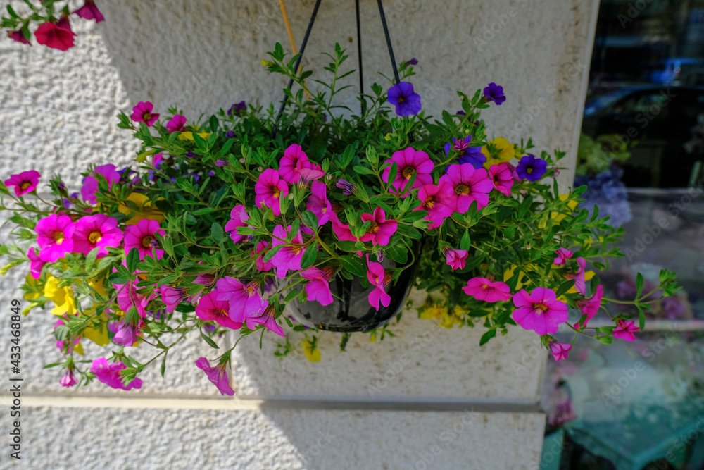 Colorful petunia flowers in pot hanging across the wall in a street close-up. Floral decor