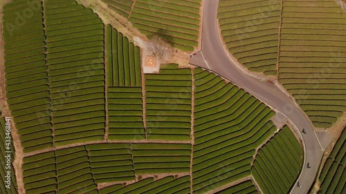 Slow aerial rising drone shot over Obuchi Sasaba green tea farm in Japan with people photo
