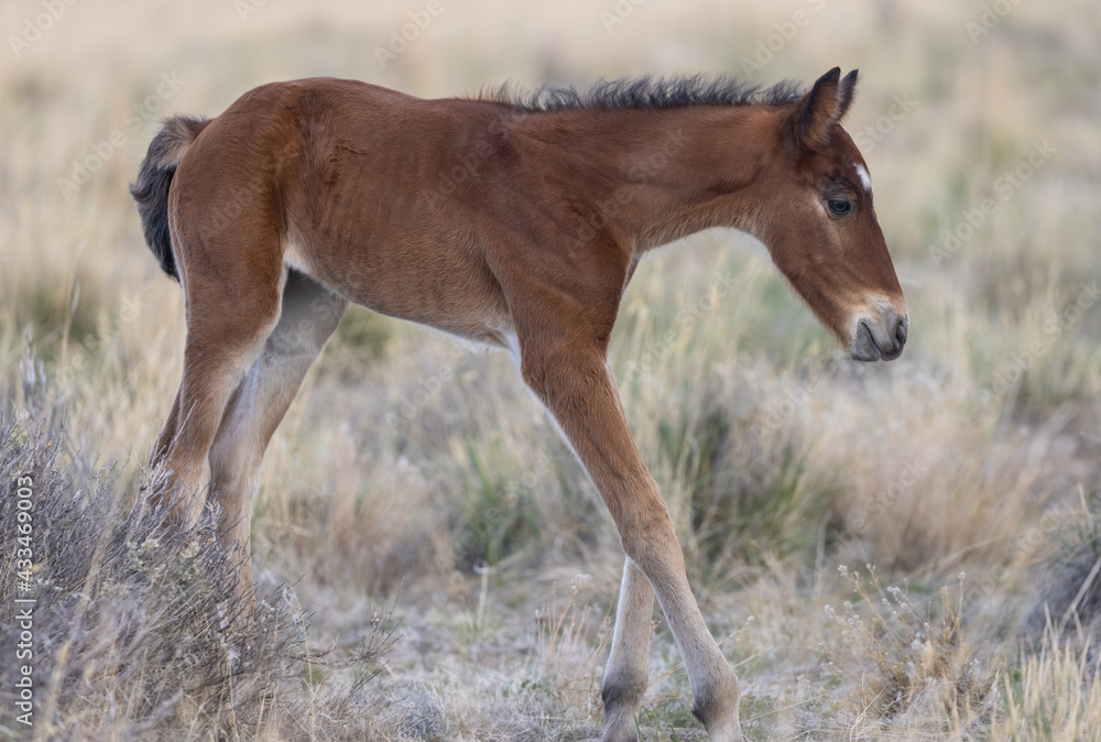 Fototapeta premium Cute Wild Horse Foal in the Utah Desert
