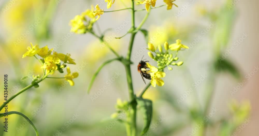 Big Bumble Bee Pollinating Yellow Wildflowers At Summertime. - Selective Focus Shot Big Bumble Bee Pollinating Yellow Wildflowers At Summertime. - Selective Focus Shot