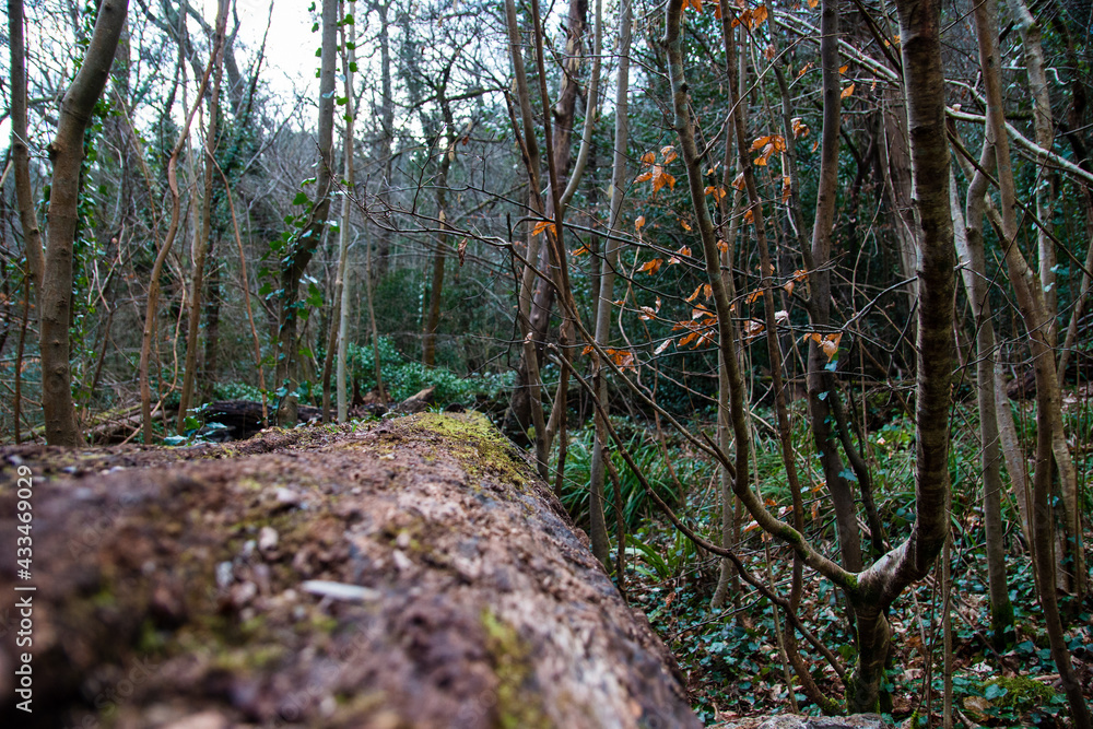 Overgrown woodland in the UK Overgrown woodland in the UK