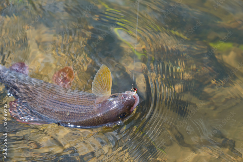 Grayling caught on the fly. Fly fishing and tenkara. Grayling caught on the fly. Fly fishing and tenkara.