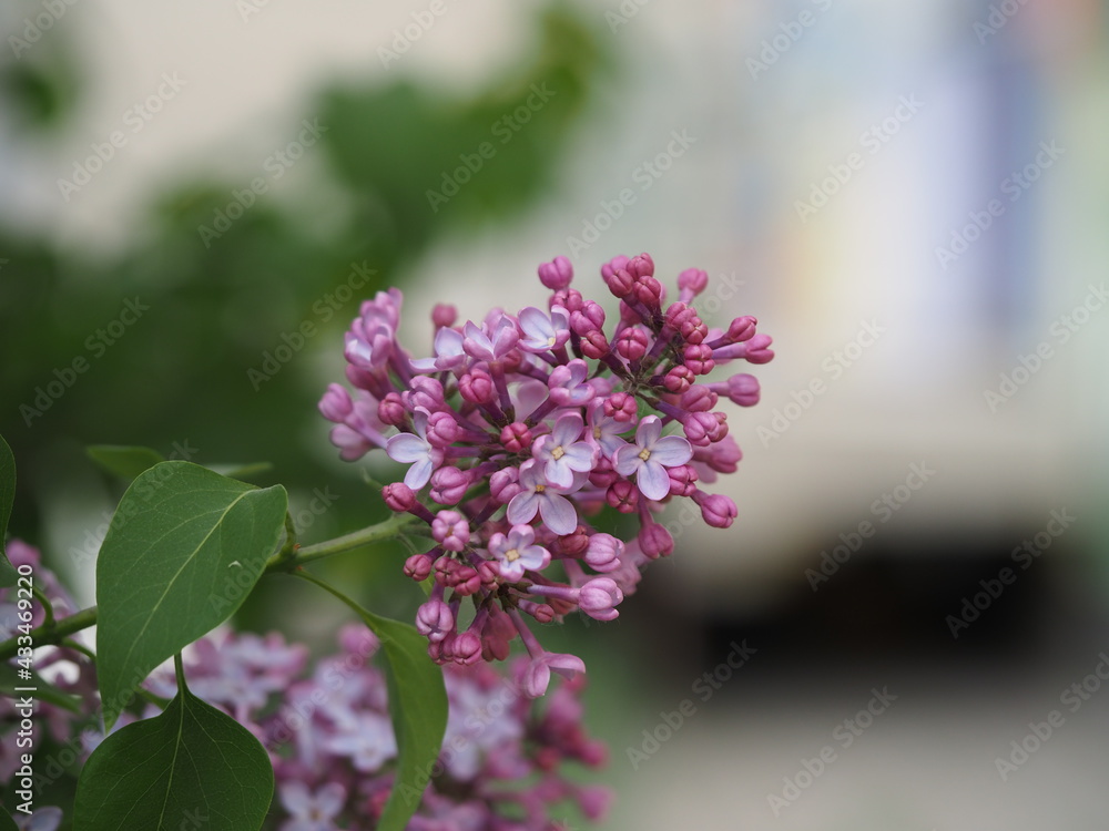 Obraz premium lilac flowers in the garden