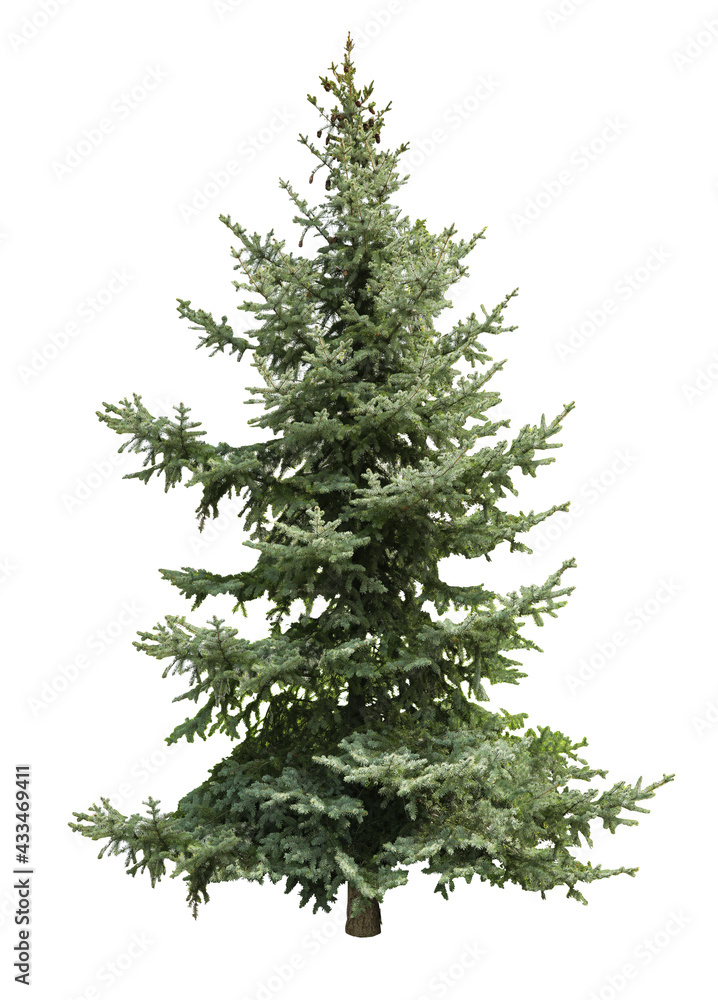 Fototapeta premium Beautiful evergreen fir tree on white background
