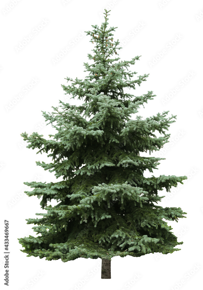 Beautiful evergreen fir tree on white background Beautiful evergreen fir tree on white background