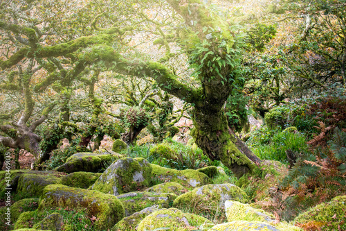Ancient oak tree trunks growing out of mossy boulders in the famous Wistman's Wood, Dartmoor UK photo