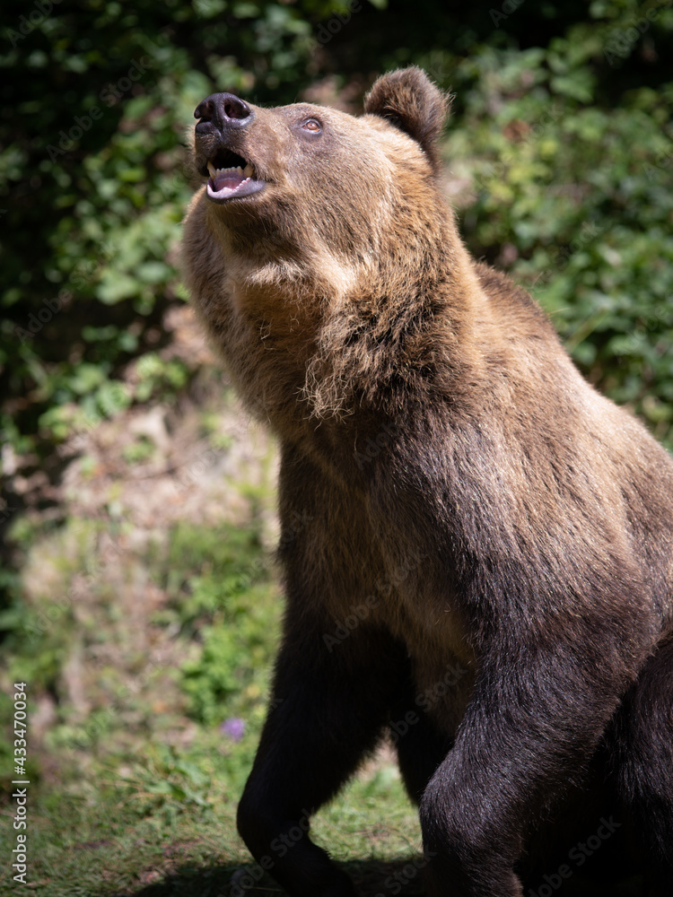 Fototapeta premium portrait of a bear on a forest background