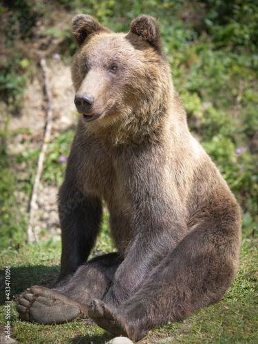 bear sits in a clearing on the background of the forest