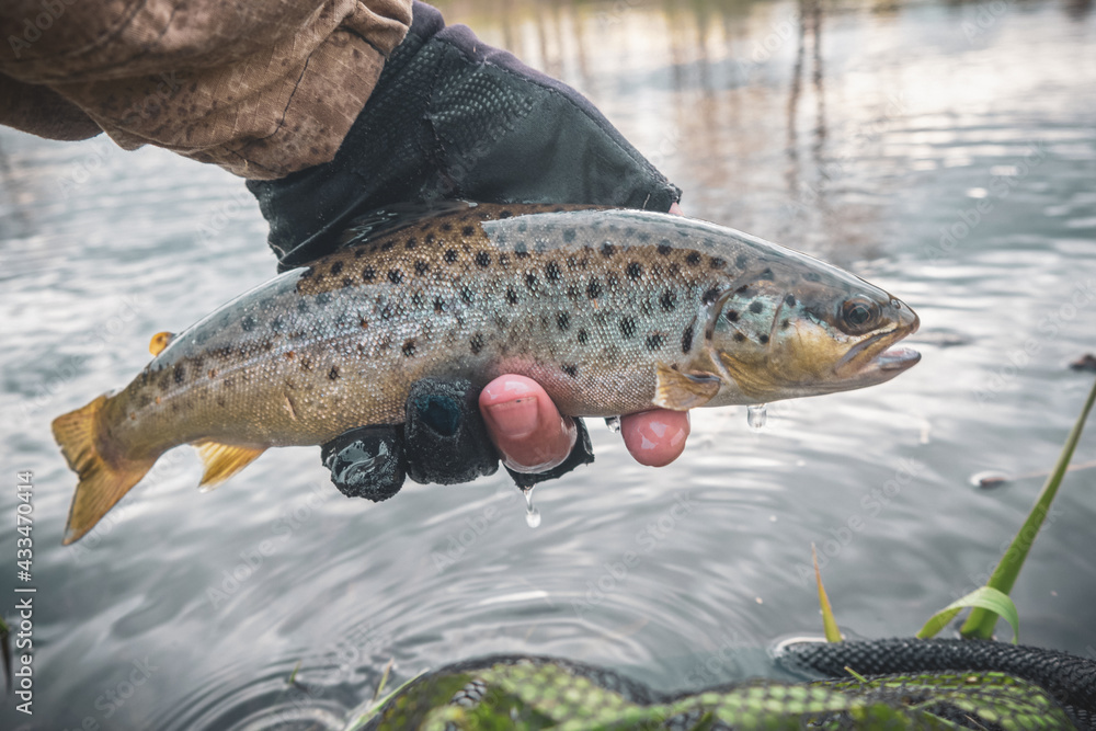 Trout caught in the forest brook. Trout caught in the forest brook.