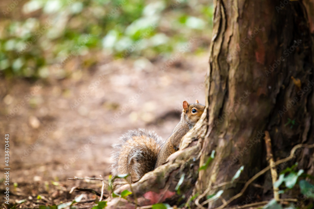 European grey squirrel at the base of a tree