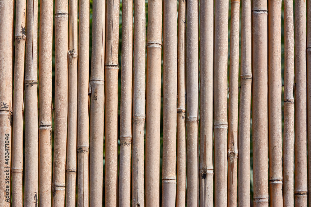 Fototapeta premium Close Up Bamboo Trees Panel Stick Fence Background 