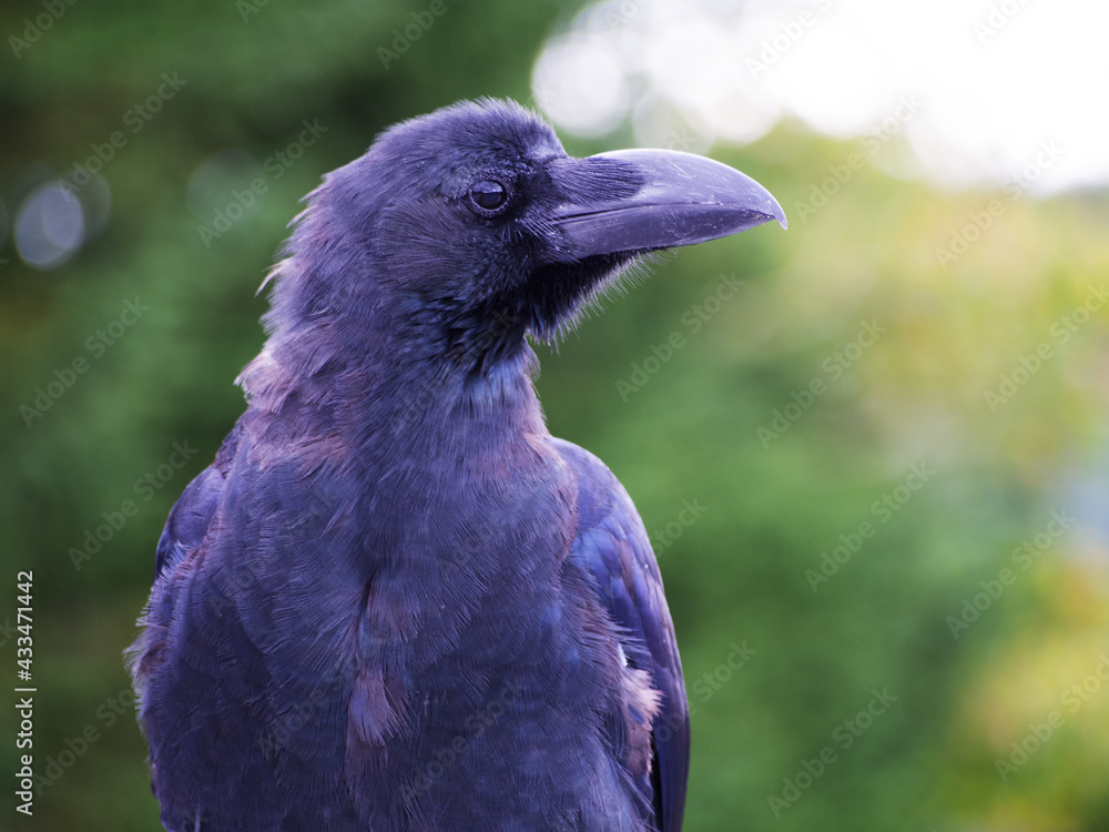 Fototapeta premium カラスの横顔