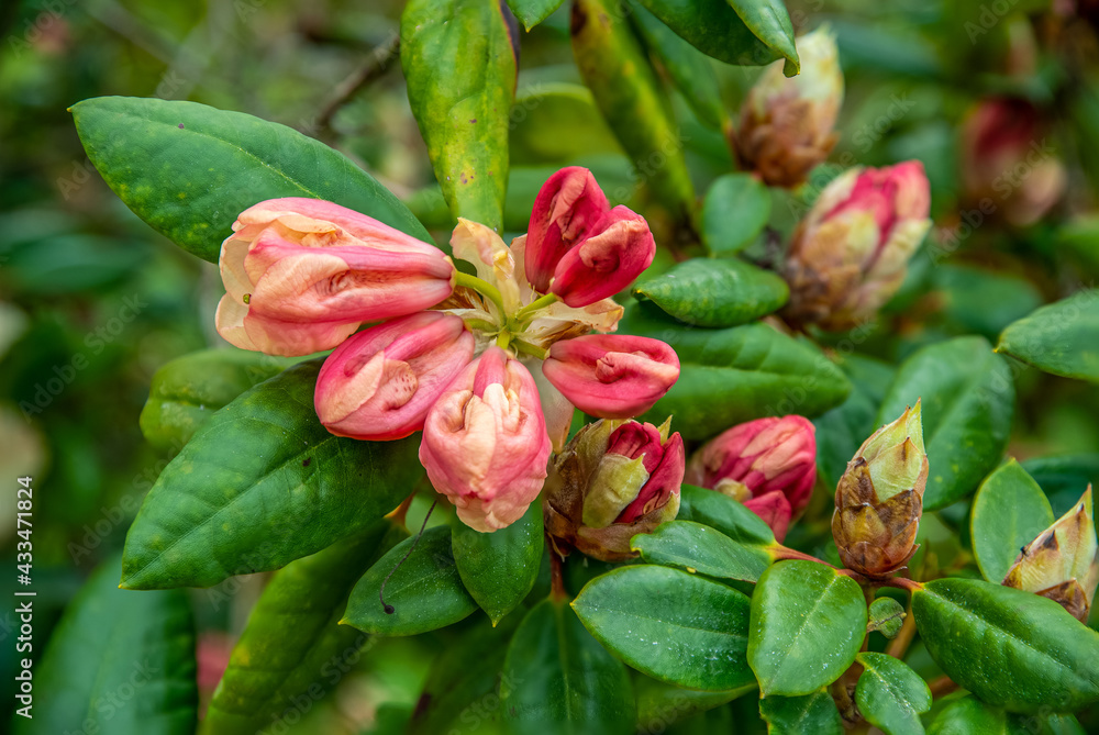 The rhododendron has just sprouted and is ready for summer The rhododendron has just sprouted and is ready for summer