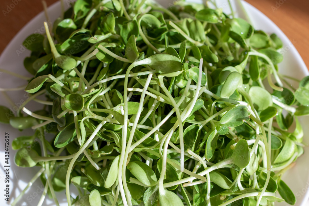 green young sunflower sprouts On a white plate